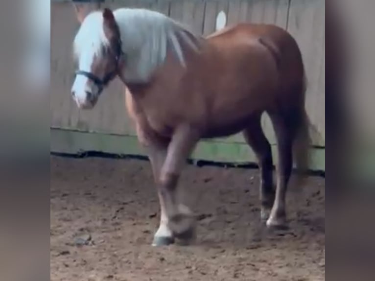 Haflinger Stute 17 Jahre 145 cm in Norderstedt