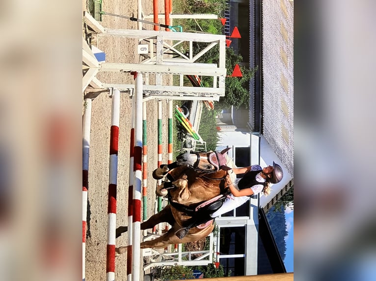 Haflinger Stute 17 Jahre 148 cm Fuchs in Strassburg