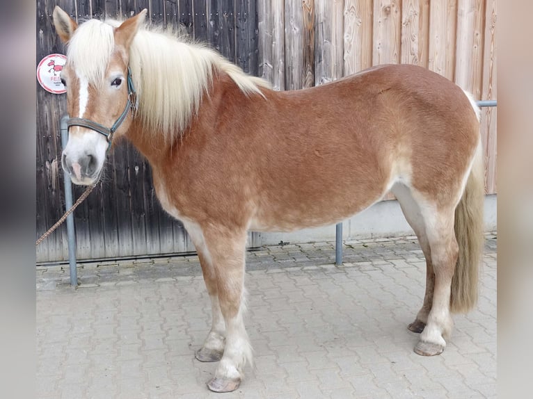 Haflinger Stute 17 Jahre 148 cm Fuchs in Triftern