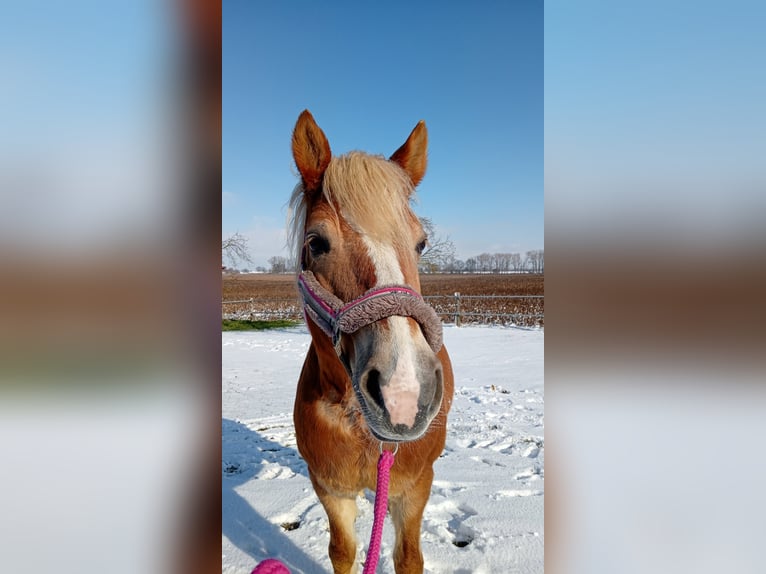 Haflinger Stute 17 Jahre 150 cm in Oschatz