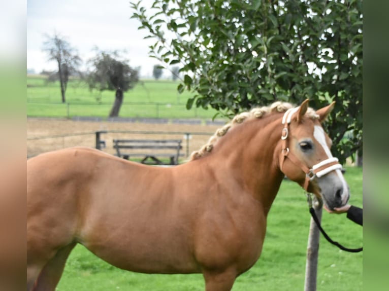 Haflinger Stute 17 Jahre 150 cm in Oschatz
