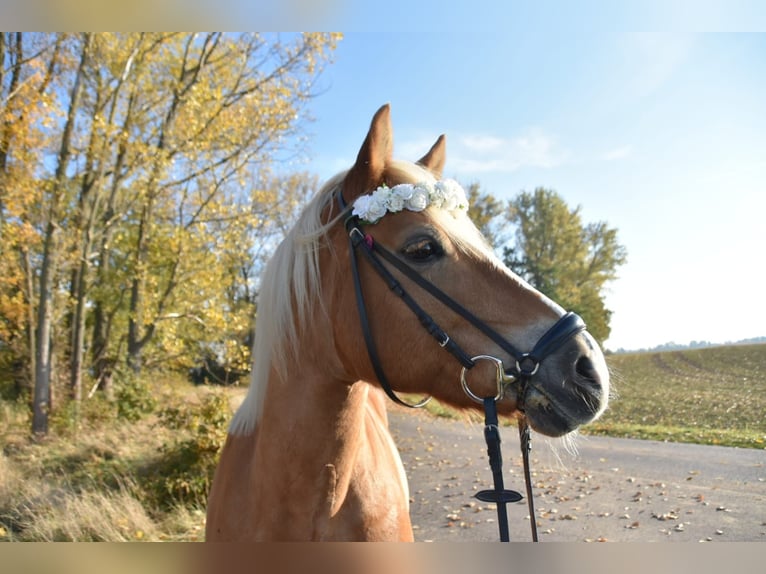 Haflinger Stute 17 Jahre 150 cm in Oschatz