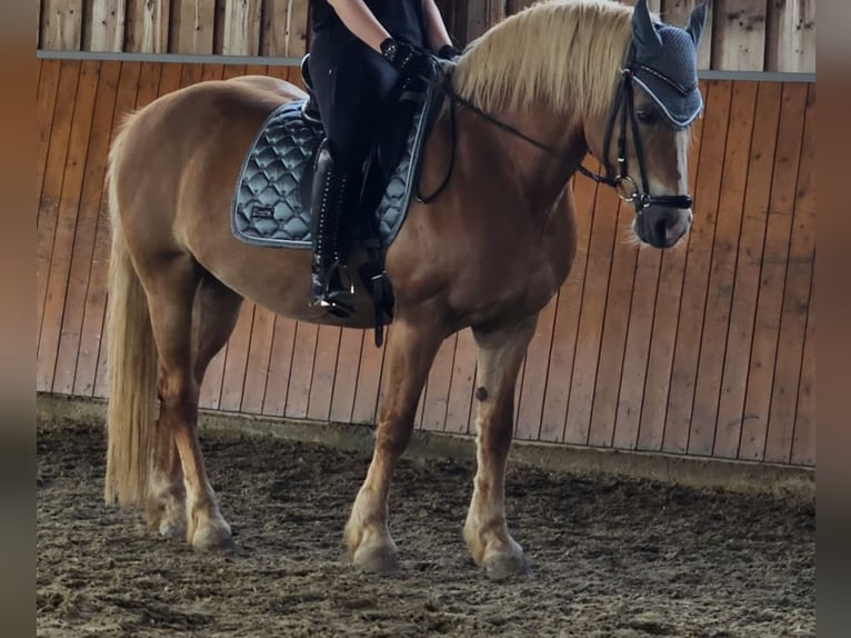Haflinger Stute 17 Jahre 150 cm in Oschatz