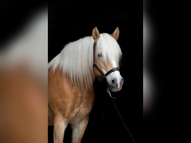 Haflinger Stute 17 Jahre 150 cm in Krefeld