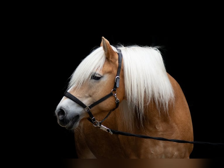 Haflinger Stute 17 Jahre 150 cm in Krefeld