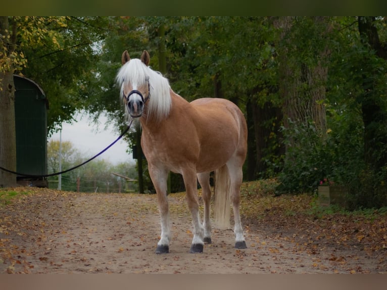 Haflinger Stute 17 Jahre 150 cm in Krefeld