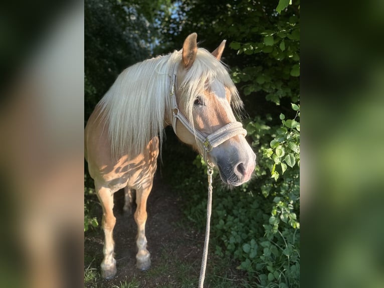 Haflinger Stute 17 Jahre 150 cm in Bad M&#xFC;nder am Deister
