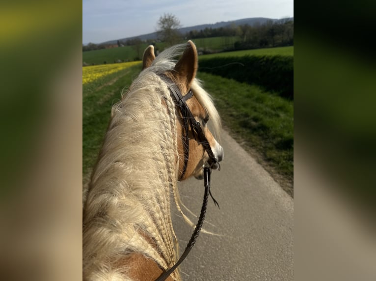 Haflinger Stute 17 Jahre 150 cm in Bad M&#xFC;nder am Deister