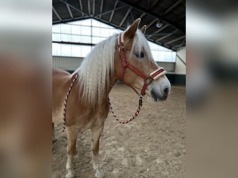 Haflinger Stute 17 Jahre 150 cm in Bad M&#xFC;nder am Deister