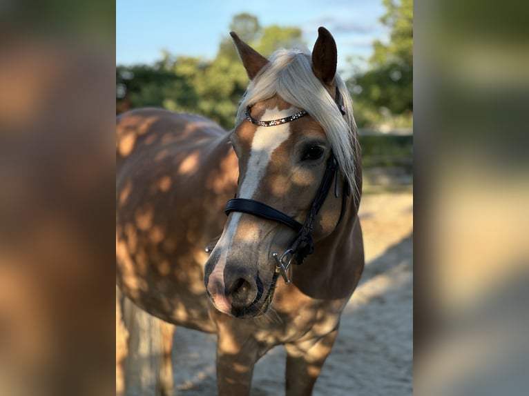 Haflinger Stute 17 Jahre 150 cm in Bad M&#xFC;nder am Deister
