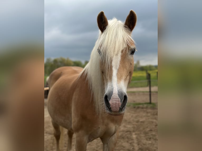 Haflinger Stute 17 Jahre 150 cm in Bad M&#xFC;nder am Deister