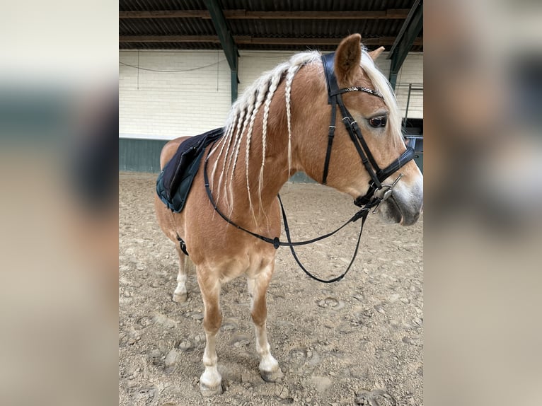 Haflinger Stute 17 Jahre 150 cm in Bad M&#xFC;nder am Deister
