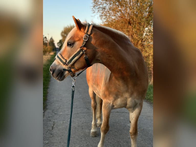 Haflinger Stute 17 Jahre 150 cm in Bad M&#xFC;nder am Deister
