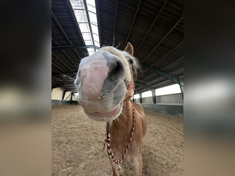 Haflinger Stute 17 Jahre 150 cm in Bad M&#xFC;nder am Deister