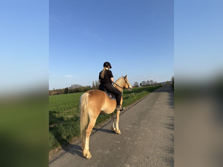 Haflinger Stute 17 Jahre 150 cm in Bad M&#xFC;nder am Deister