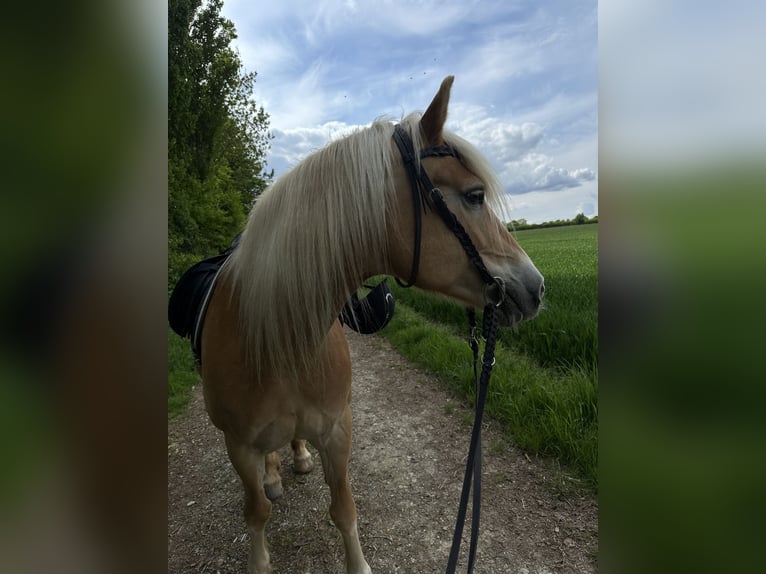 Haflinger Stute 17 Jahre 150 cm in Bad M&#xFC;nder am Deister
