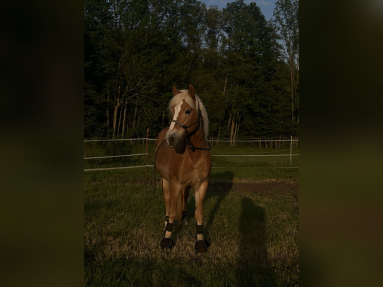 Haflinger Stute 17 Jahre 150 cm Fuchs in Obernbreit