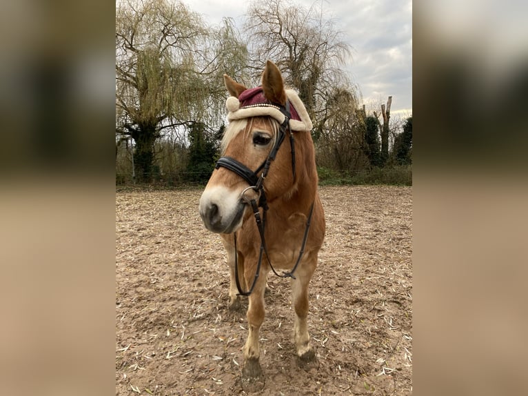 Haflinger Stute 17 Jahre 151 cm Fuchs in Karlsruhe
