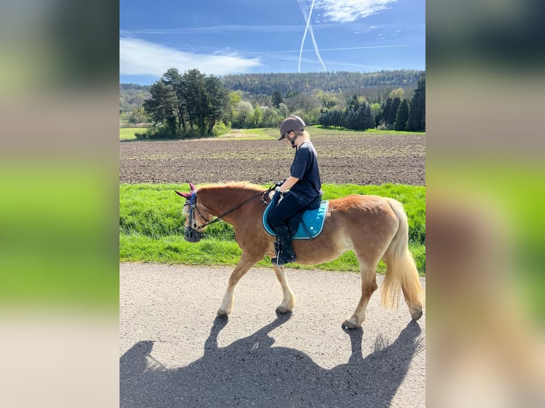 Haflinger Stute 17 Jahre 151 cm Fuchs in Karlsruhe