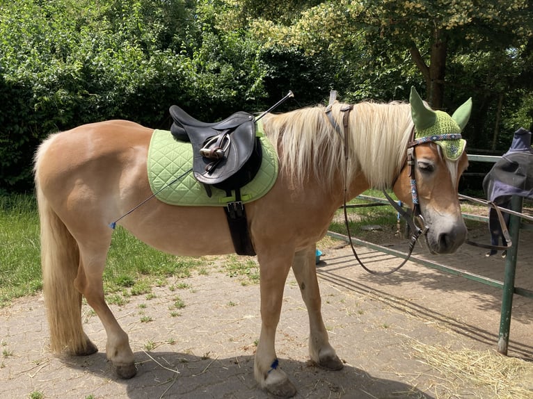 Haflinger Stute 17 Jahre 151 cm Fuchs in Karlsruhe