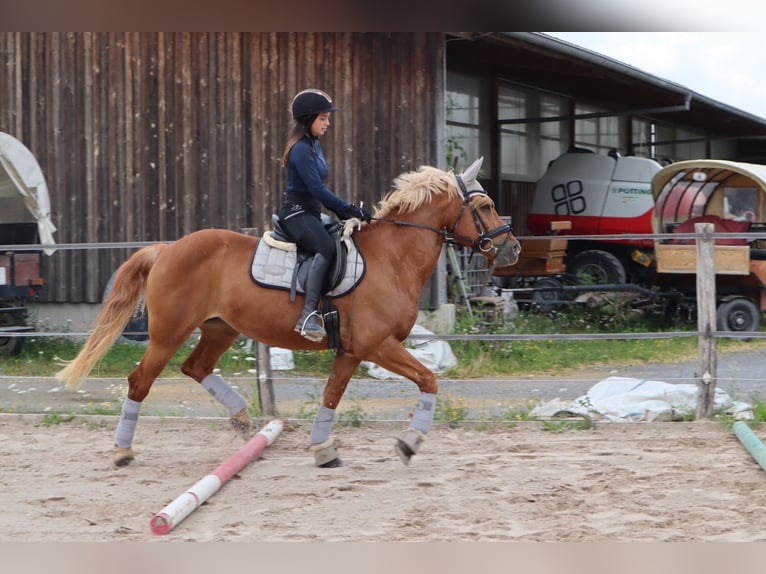 Haflinger Stute 17 Jahre 158 cm Fuchs in Bad Mergentheim
