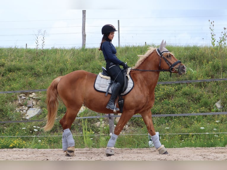 Haflinger Stute 17 Jahre 158 cm Fuchs in Bad Mergentheim