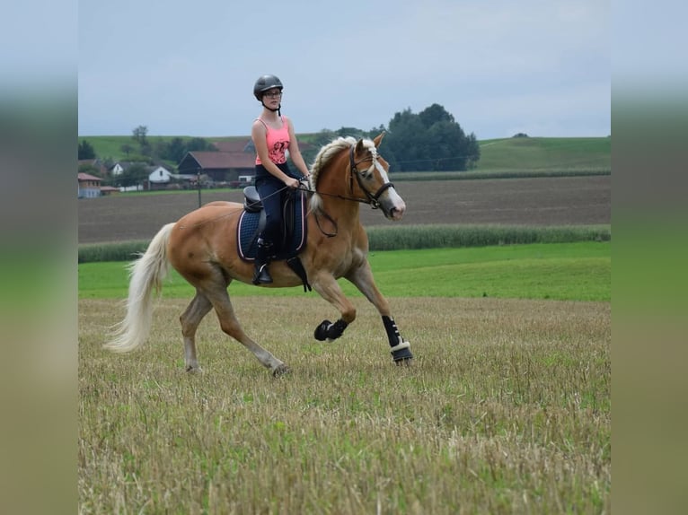Haflinger Stute 17 Jahre in Frankenburg am Hausruck