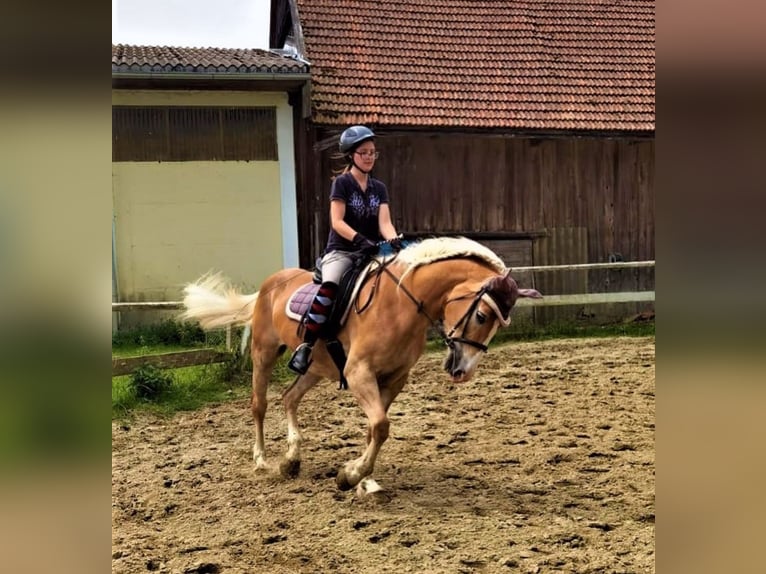 Haflinger Stute 17 Jahre in Frankenburg am Hausruck