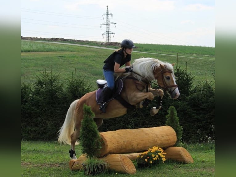 Haflinger Stute 17 Jahre in Frankenburg am Hausruck