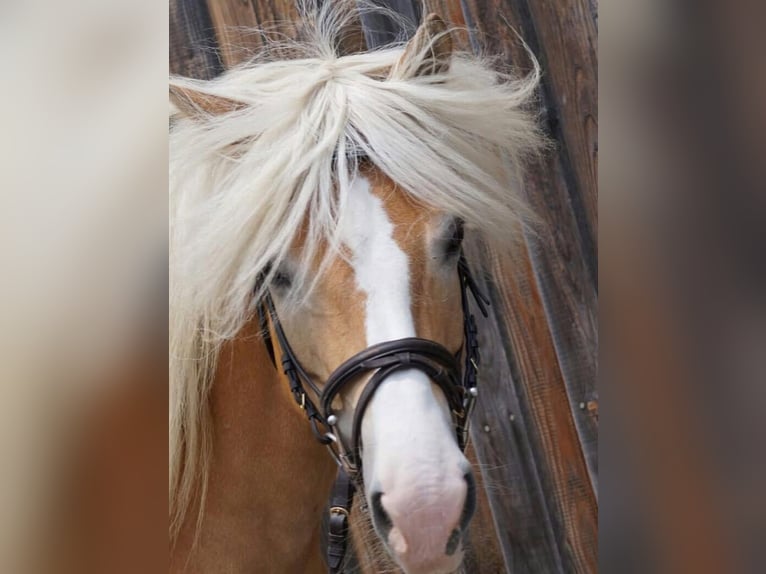 Haflinger Stute 17 Jahre in Frankenburg am Hausruck