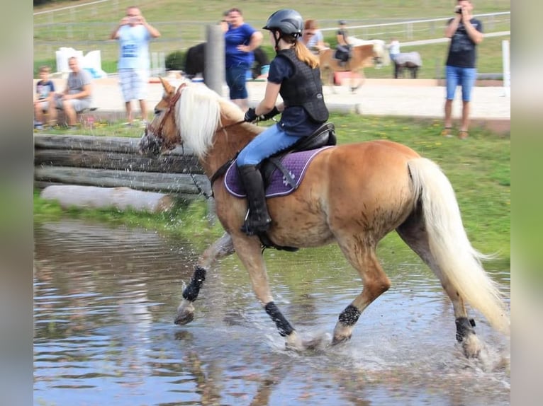Haflinger Stute 17 Jahre in Frankenburg am Hausruck