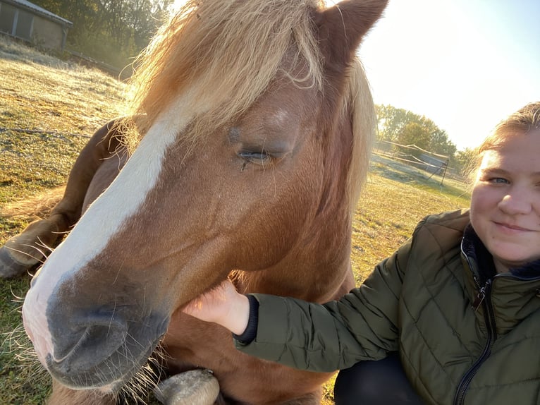 Haflinger Mix Stute 18 Jahre 140 cm Fuchs in Unstrut-Hainich OT Weberstedt