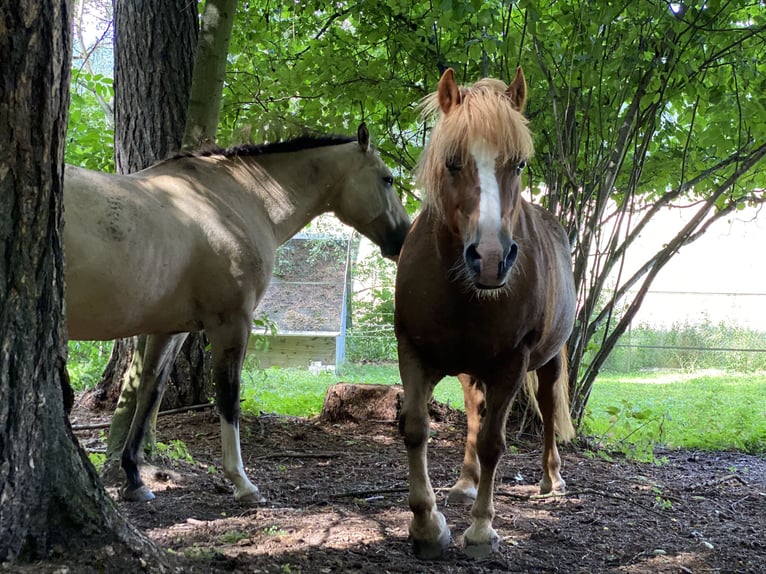 Haflinger Mix Stute 18 Jahre 140 cm Fuchs in Unstrut-Hainich OT Weberstedt