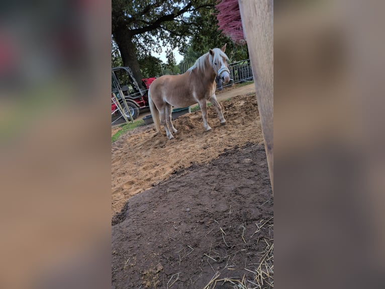 Haflinger Stute 18 Jahre 142 cm  in Lüdersfeld