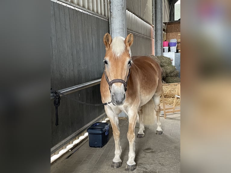 Haflinger Stute 18 Jahre 142 cm in Willich