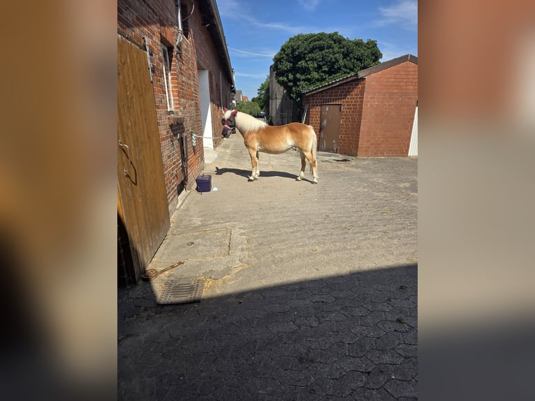 Haflinger Stute 18 Jahre 144 cm Fuchs in Hemmingen