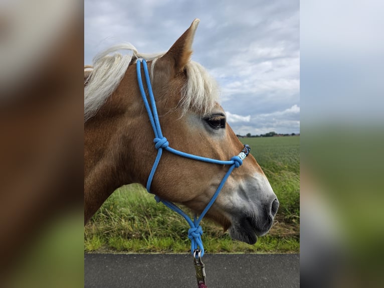 Haflinger Stute 18 Jahre 144 cm Fuchs in Hemmingen