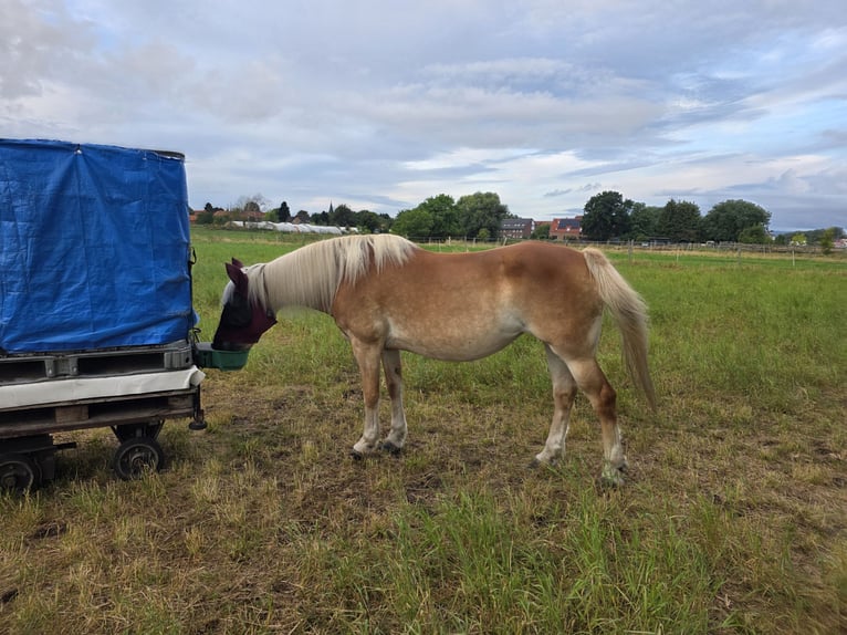 Haflinger Stute 18 Jahre 144 cm Fuchs in Hemmingen