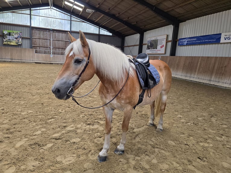 Haflinger Stute 18 Jahre 144 cm Fuchs in Hemmingen