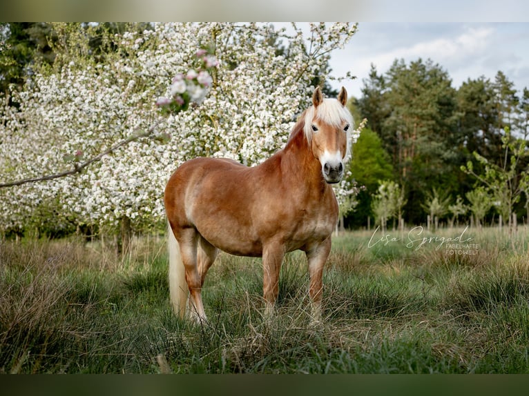 Haflinger Stute 18 Jahre 144 cm Fuchs in Hemmingen