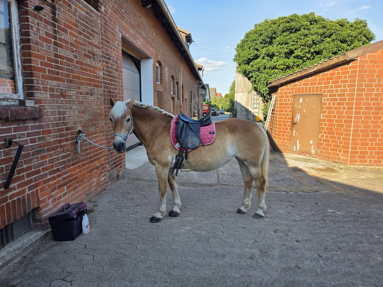 Haflinger Stute 18 Jahre 144 cm Fuchs in Hemmingen