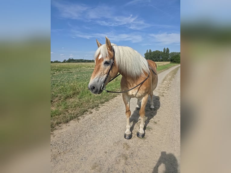 Haflinger Stute 18 Jahre 144 cm Fuchs in Hemmingen