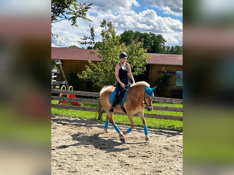 Haflinger Stute 18 Jahre 145 cm in Gaisruck