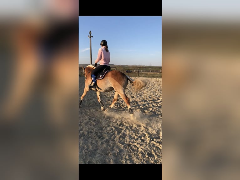 Haflinger Stute 18 Jahre 145 cm in Gaisruck