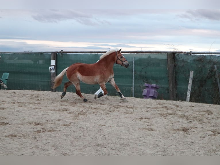 Haflinger Stute 18 Jahre 145 cm in Gaisruck