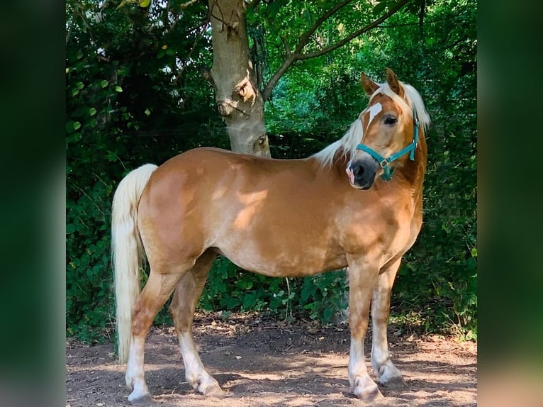 Haflinger Stute 18 Jahre 147 cm Fuchs in M&#xFC;nster