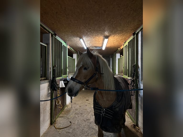 Haflinger Stute 18 Jahre 148 cm  in Neuhaus in der Wart
