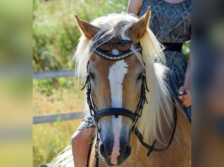 Haflinger Stute 18 Jahre 148 cm  in Neuhaus in der Wart