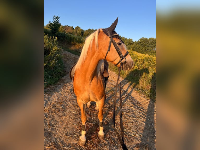 Haflinger Stute 18 Jahre 148 cm  in Neuhaus in der Wart