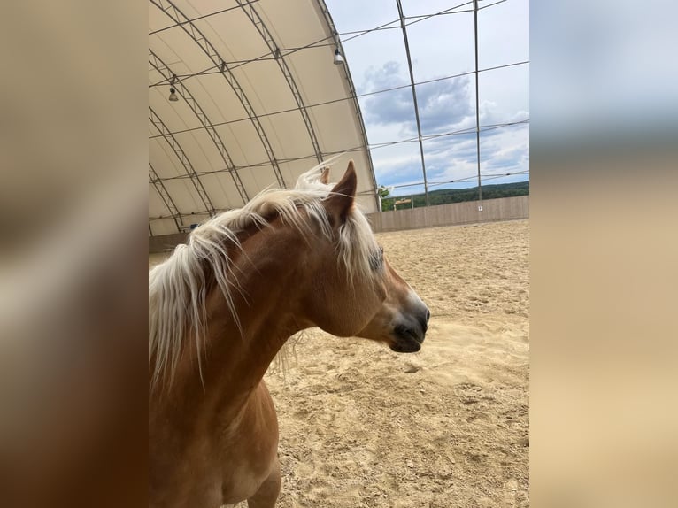 Haflinger Stute 18 Jahre 148 cm  in Neuhaus in der Wart